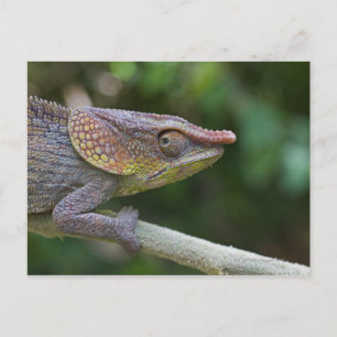 Carte Postale Caméléon éléphant, Madagascar