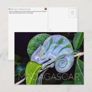 Carte Postale Caméléon panthère, Kirindy, voyage à Madagascar