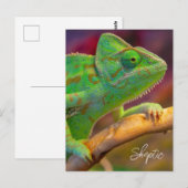 Carte Postale Caméléon Vert (Devant / Derrière)