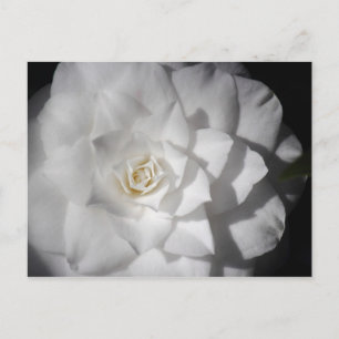 Carte Postale Camélia blanc