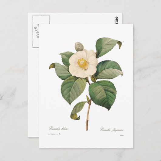 Carte Postale Camélia blanc simple (Devant / Derrière)