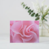 Carte Postale Camélia commun rose (Debout devant)