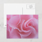 Carte Postale Camélia commun rose (Devant / Derrière)