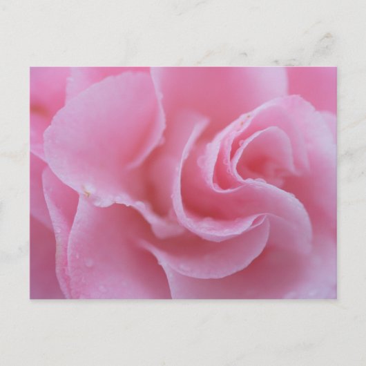 Carte Postale Camélia commun rose (Devant)