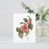 Carte Postale camélia commune (Camellia japonica) par Redouté (Debout devant)