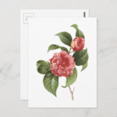 Carte Postale camélia commune (Camellia japonica) par Redouté (Devant / Derrière)