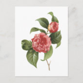 Carte Postale camélia commune (Camellia japonica) par Redouté (Devant)