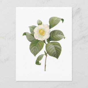 Carte Postale camélia commune (Camellia japonica) par Redouté