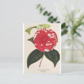 Carte Postale Camelia Giardino Santarel par Charles Lemaire (Debout devant)