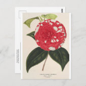 Carte Postale Camelia Giardino Santarel par Charles Lemaire (Devant / Derrière)