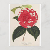 Carte Postale Camelia Giardino Santarel par Charles Lemaire (Devant)