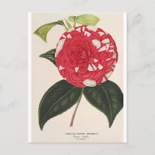 Carte Postale Camelia Giardino Santarel par Charles Lemaire (Devant)