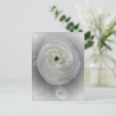 Carte Postale Camelia japonaise (Debout devant)