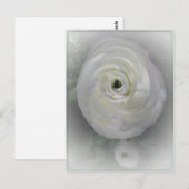 Carte Postale Camelia japonaise (Devant / Derrière)