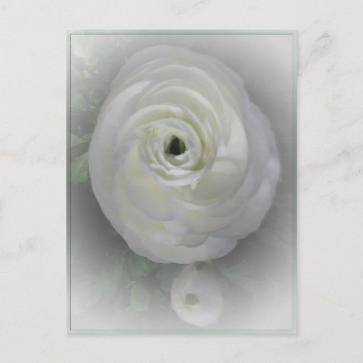 Carte Postale Camelia japonaise (Devant)