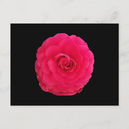 Carte Postale Camélia rose vif (Devant)