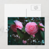Carte Postale Camelias (Devant / Derrière)