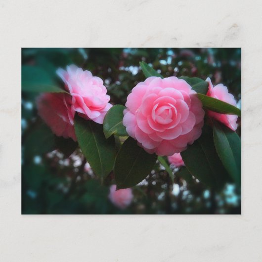 Carte Postale Camelias (Devant)