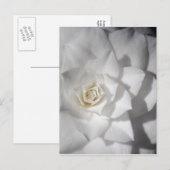 Carte Postale Camélie blanche (Devant / Derrière)