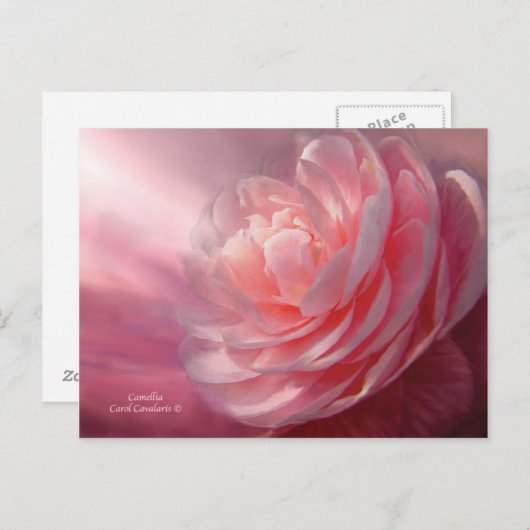 Carte postale Camellia (Devant / Derrière)