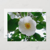 Carte Postale Camellia blanche (Devant / Derrière)