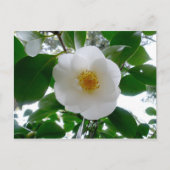 Carte Postale Camellia blanche (Devant)