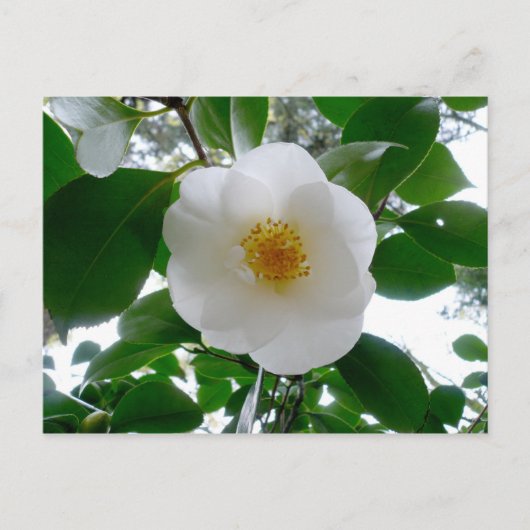 Carte Postale Camellia blanche (Devant)