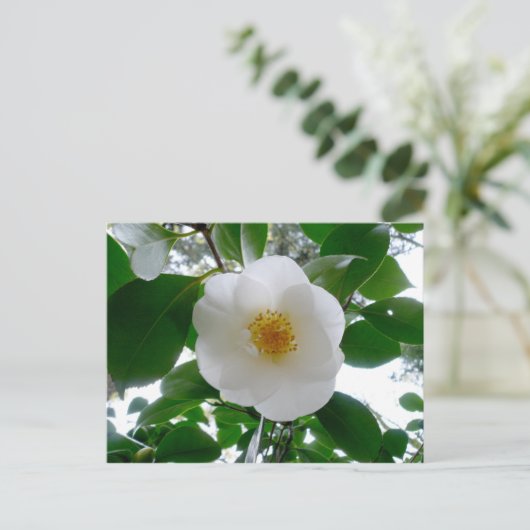 Carte Postale Camellia blanche (Debout devant)