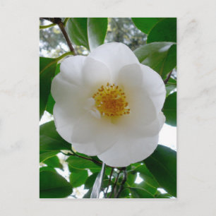 Carte Postale Camellia blanche