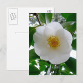 Carte Postale Camellia blanche (Devant / Derrière)