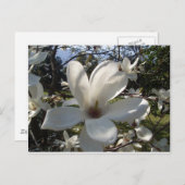 Carte Postale Camellia Blosson (Devant / Derrière)