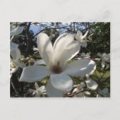 Carte Postale Camellia Blosson (Devant)