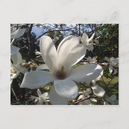 Carte Postale Camellia Blosson (Devant)