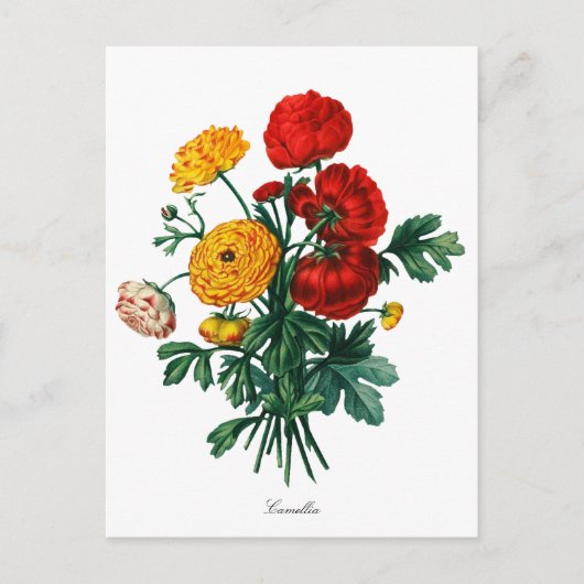 Carte Postale Camellia Bokeh (Devant)