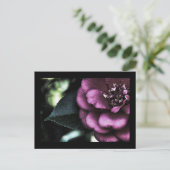 Carte postale Camellia de nuit (Debout devant)