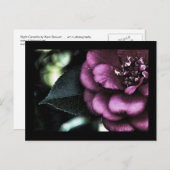 Carte postale Camellia de nuit (Devant / Derrière)