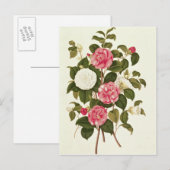 Carte Postale Camellia de "Une monographie sur le genre" (Devant / Derrière)