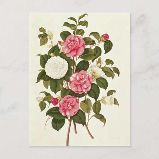 Carte Postale Camellia de "Une monographie sur le genre" (Devant)