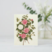 Carte Postale Camellia de "Une monographie sur le genre" (Debout devant)