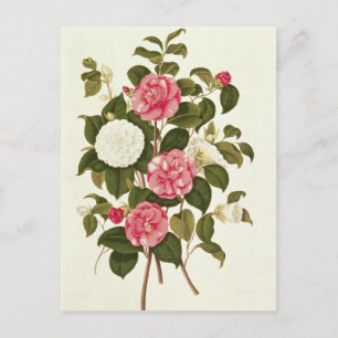 Carte Postale Camellia de "Une monographie sur le genre"
