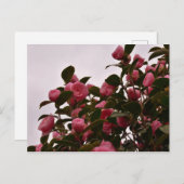 Carte Postale Camellia flowers (Devant / Derrière)