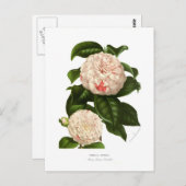 Carte Postale Camellia japonica (Devant / Derrière)