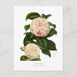 Carte Postale Camellia japonica