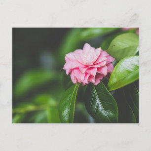 Carte Postale Camellia Japonica