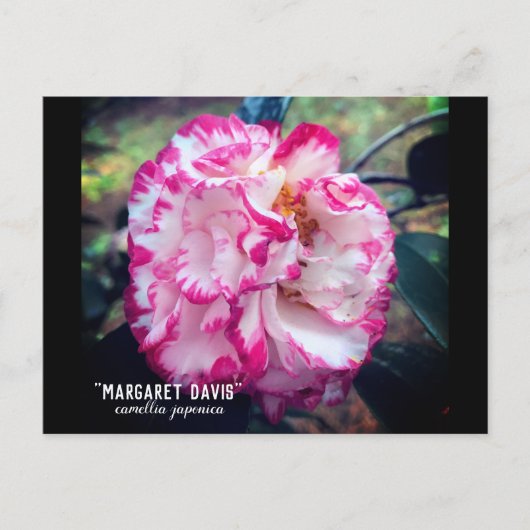 Carte Postale Camellia Japonica Fleur Rose (Devant)