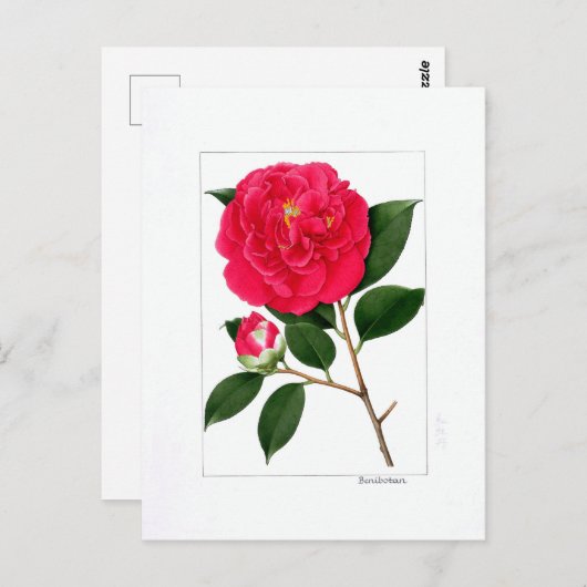 Carte Postale Camellia Plate: Benibotan (Devant / Derrière)