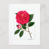 Carte Postale Camellia Plate: Benibotan (Devant)