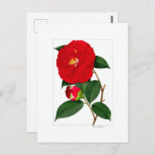 Carte Postale Camellia Plate: Benikirin (Devant / Derrière)