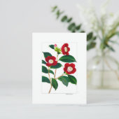 Carte Postale Camellia Plate: Bokuhan (Debout devant)