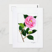 Carte Postale Camellia Plate: Hanafuki (Devant / Derrière)